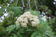 © Yuliya - White flowers bloom on the rowan tree in spring