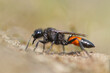 Black and orange wasp on sand against green background.