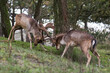 Figurant deer in the woods during Autumn in The Netherlands. 