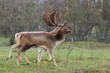 Two deer walking in the rain in a forest in The Netherlands