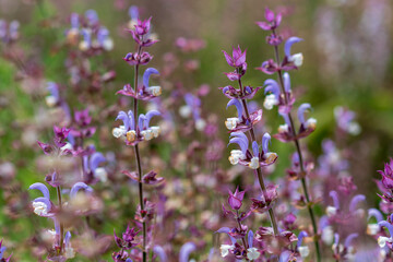 Wall Mural - Close up of Salvia officinalis flowers on a field, soft focus