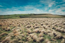 Scenic Landscape Shot Of A Tussock Grass Field With Large Hills In The Distance On A Bright Day