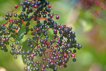 close-up of blue elderberries