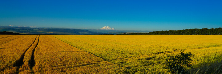 Wall Mural - Elbrus Landscape with a Wheat Field at Erly Morning, Panorama