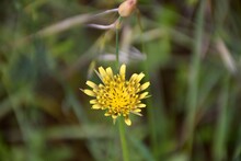Hybrid Yellow Flower Of Tragopogon Dubius, Commonly Called Beard, Scorpionfish, Pine Nuts, 1 Is A Species Of Herbaceous Biennial Plant Of The Genus Tragopogon Of The Asteraceae Family.
