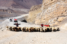 JOMSON, NEPAL - DEC 4, 2018: Shepherds Lead Their Sheep On A Dirt Road In Annapurna Conservation Area, Himalaya, Nepal