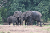 Fototapeta Sawanna - African Elephants playing in the Chobe National Park