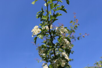 Sticker - Delicate white flowers bloom on a hawthorn tree in a spring garden