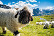 Valais Blacknose sheep on Nufenenpass in the Valais Alps
