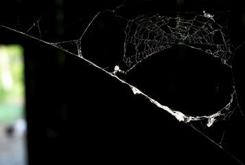 Wall Mural - cobweb on a dark background