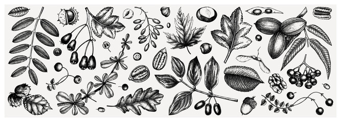 autumn botanical set. collection of hand sketched fallen leaves, seeds, berries, nuts on vintage bac