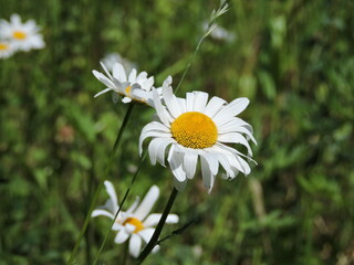 Canvas Print - daisies in the grass