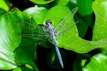The Blue Dasher Dragonfly (Pachydiplax Longipennis)