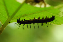 Black Spiky Caterpillar On A Leaf In Costa Rica