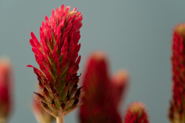 Wall Mural - abstract blurred nature background clover flower. abstract nature bokeh pattern