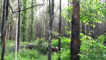 Sunlight In The Dense Forest - Fire Damaged Trees Showing New Growth - Regrowth After A Bushfire In Queensland, Australia.  - Static Shot