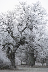 Wall Mural - Oak trees with rime frost