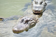 Duży krokodyl w zbliżeniu w wodzie i na piasku.
