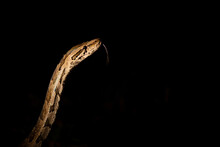 A Python Snake, Python Sebae, Rasies Its Head At Night, Lit Up By Spotlight, Tongue Extended Out