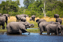 Herd Of Elephants Gathering At Water Hole, Moremi Game Reserve, Botswana