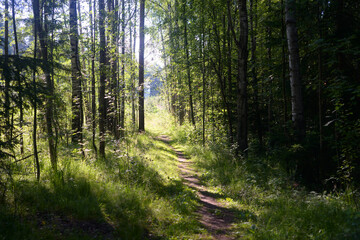  Path in a pine forest at sunny summer day, Karelian isthmus, Russia.