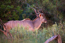 Kudu At Sunset, Botswana