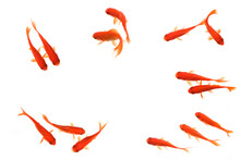 Goldfish On White Background Top View
