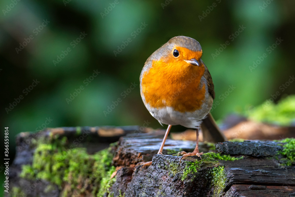 Robin redbreast ( Erithacus rubecula) bird a British European garden ...