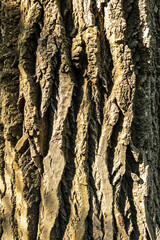 Wall Mural - Bark of Silverleaf Poplar (Populus alba)