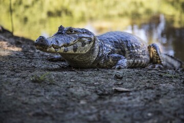 Sticker - Selective focus shot of a large menacing alligator near a lake