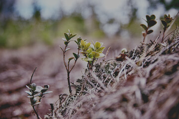 Wall Mural - Closeup of lingonberry leaves covered by spider web threads against blurry background of swamp vegetation