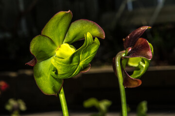 Purple Pitcher Plant, Northern Pitcher Plant, or Turtle Socks (Sarracenia purpurea)