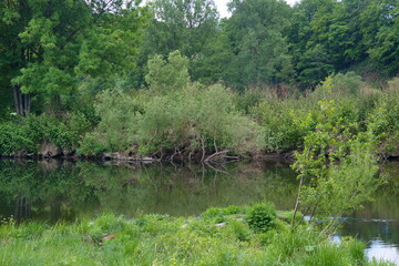 Eine Seelandschaft in grün. Am Ufer stehen kleine grüne Bäume die sich in Wasser spiegeln.