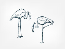 Flamingo Line One Art Isolated Vector Illustration