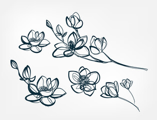 Wall Mural - flower magnolia line one art isolated vector illustration
