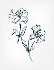 Wall Mural - flower line one art isolated vector illustration