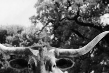 Texas Longhorn Cow Horns Close Up In Black And White With Trees In Background.