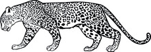 The Walking Leopard. Contour Vector Monochrome Isolated Image.