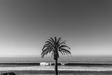 Lone Palm Tree On Beach, California