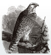 Gyrfalcon falco rusticolus sitting on branch, after antique illustration from 19th century