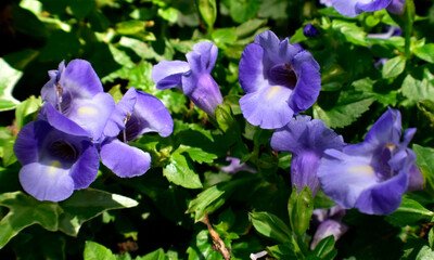 Wall Mural - Close up of Torenia blooms