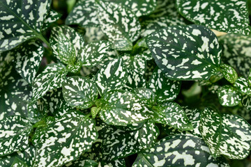 Wall Mural - Close up of Polka Dot Plant