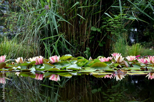 Seerosenteich Im Botanischen Garten In Freiburg Buy This Stock Photo And Explore Similar Images At Adobe Stock Adobe Stock