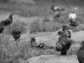 pigeon close-up against the background of other birds. black and white photo