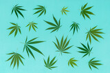 Fototapeta Sypialnia - Hemp or cannabis leaf isolated on mint background. Cannabis sativa