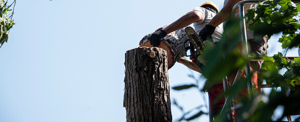 abbattimento di un albero pericolante con sega elettrica 