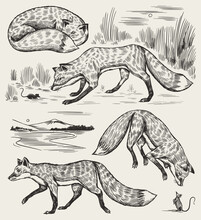 Wild Red Fox Set. Forest Ginger Animal Flying And Jumping. Vector Engraved Hand Drawn Vintage Sketch For Label Or Poster.