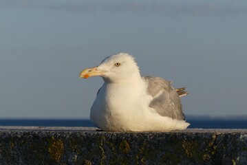 Sticker - seagull on the beach