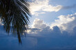 Caribbean Palm and Sunrise Sky