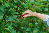 Fototapeta  - Female hands holding handful of ripe juicy red currant berries